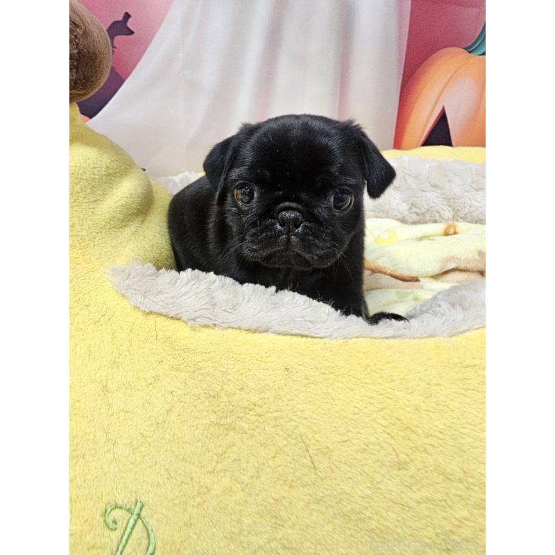 販売中の茨城県のパグ-432135の3枚目