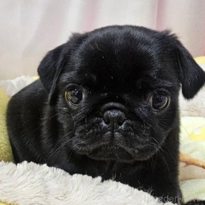 販売中の茨城県のパグ-432135の2枚目