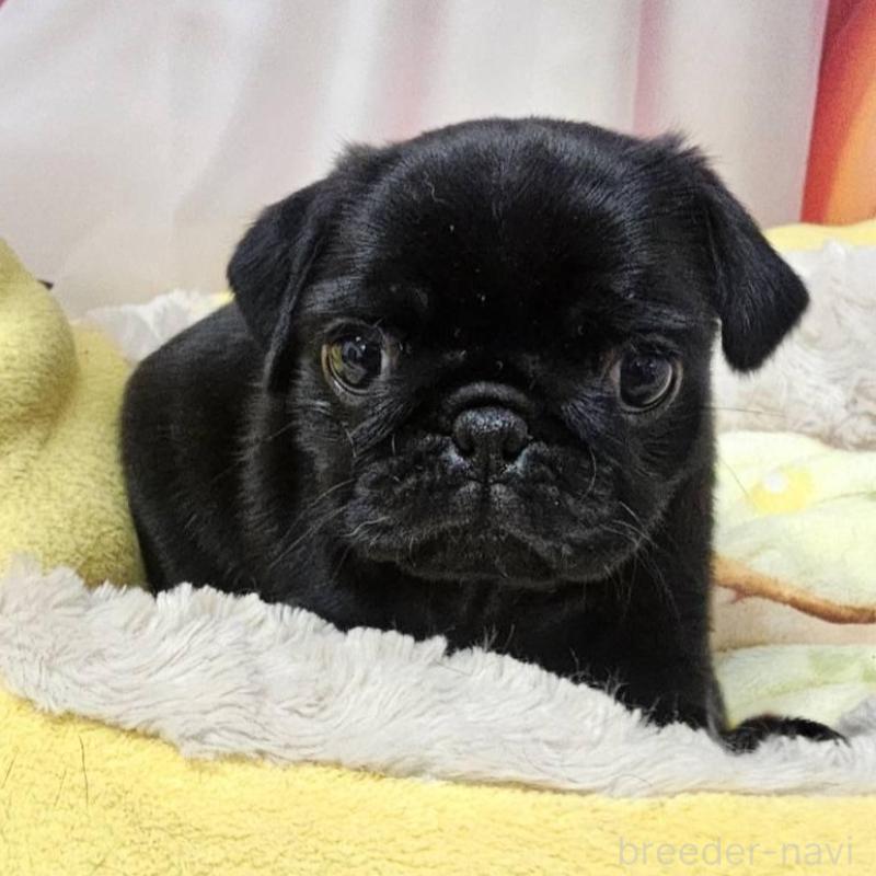 販売中の茨城県のパグ-432135