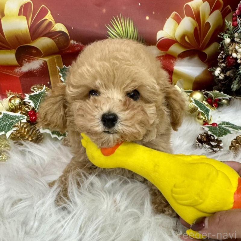 販売中の広島県のタイニープードル-422439の6枚目