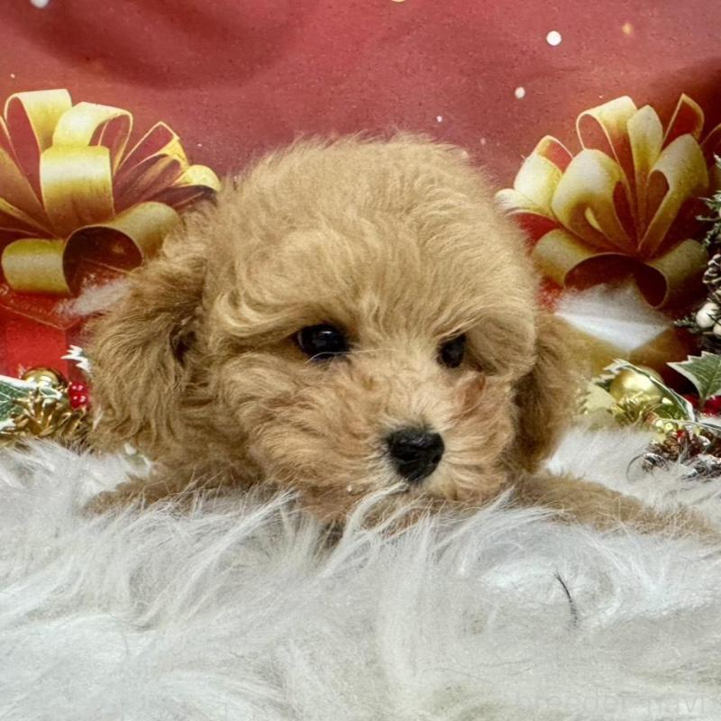 販売中の広島県のタイニープードル-422439の5枚目