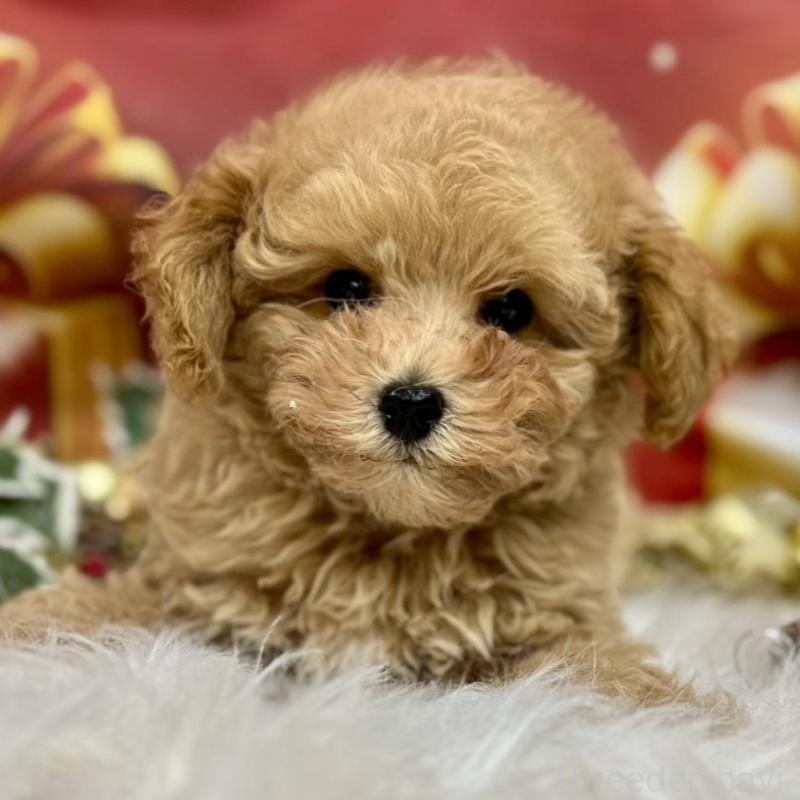 販売中の広島県のタイニープードル-422439の4枚目