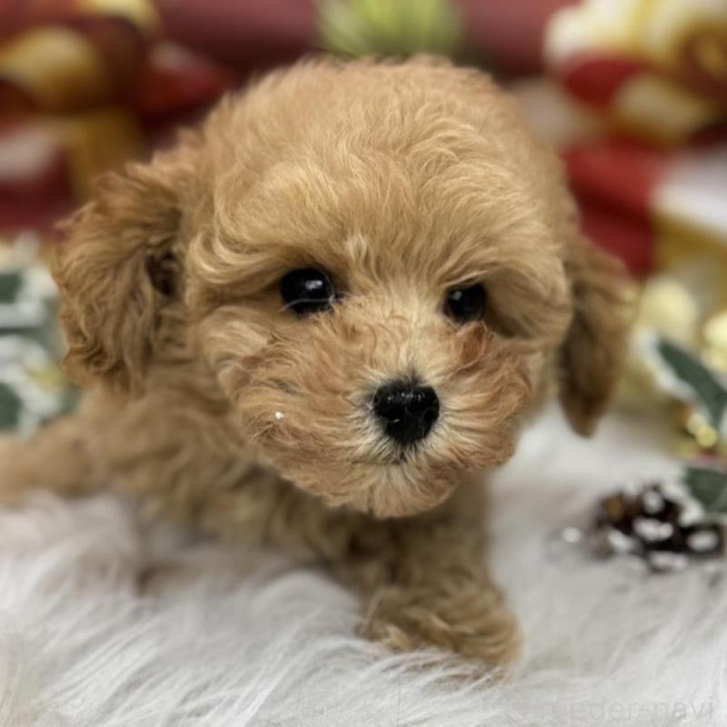 販売中の広島県のタイニープードル-422439の3枚目