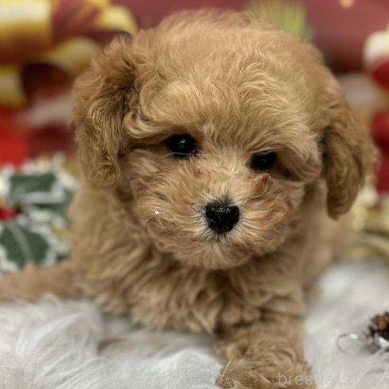 販売中の広島県のタイニープードル-422439