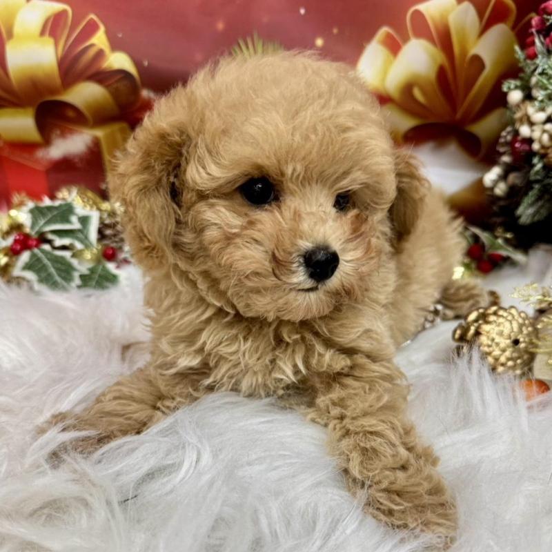 販売中の広島県のタイニープードル-422439の2枚目