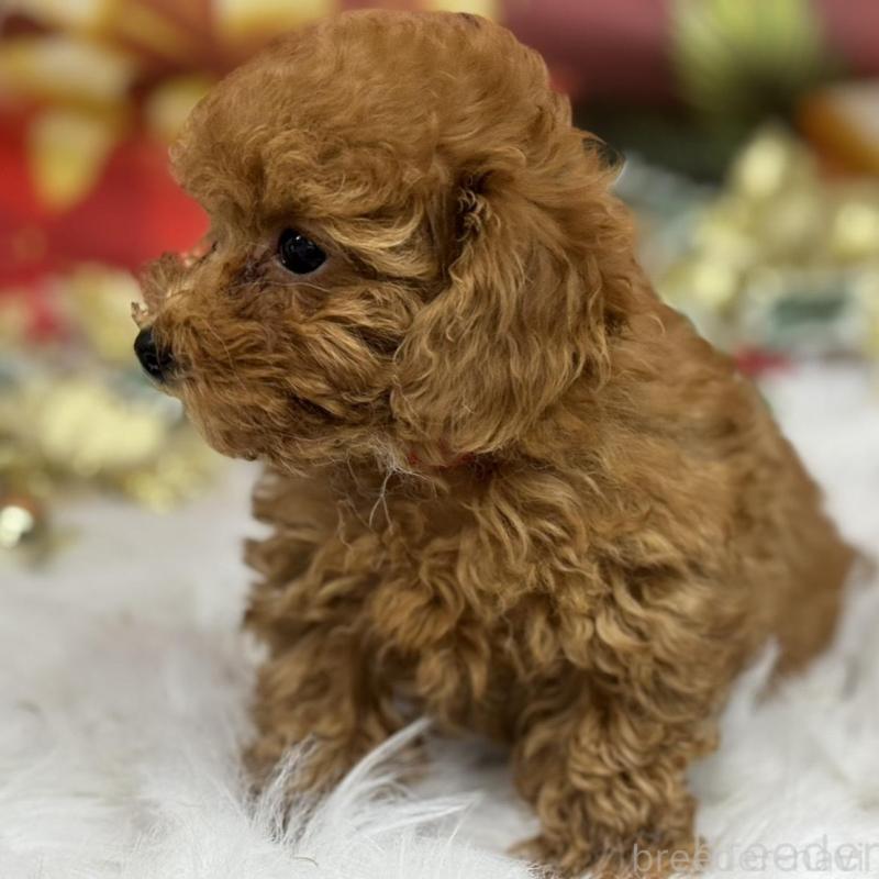 成約済の広島県のタイニープードル-421678の5枚目