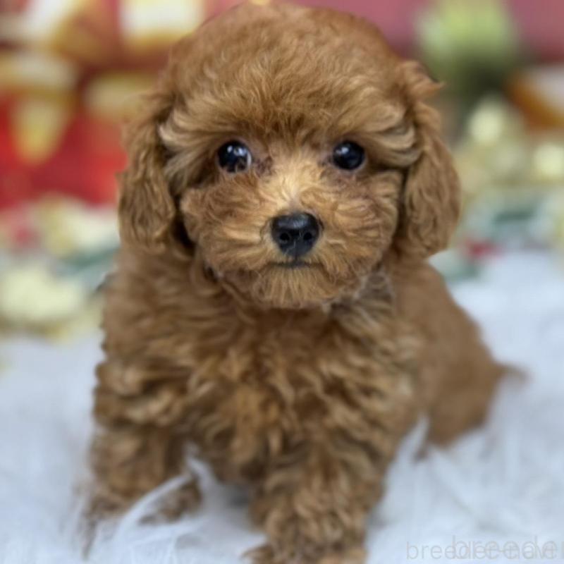 成約済の広島県のタイニープードル-421678の4枚目