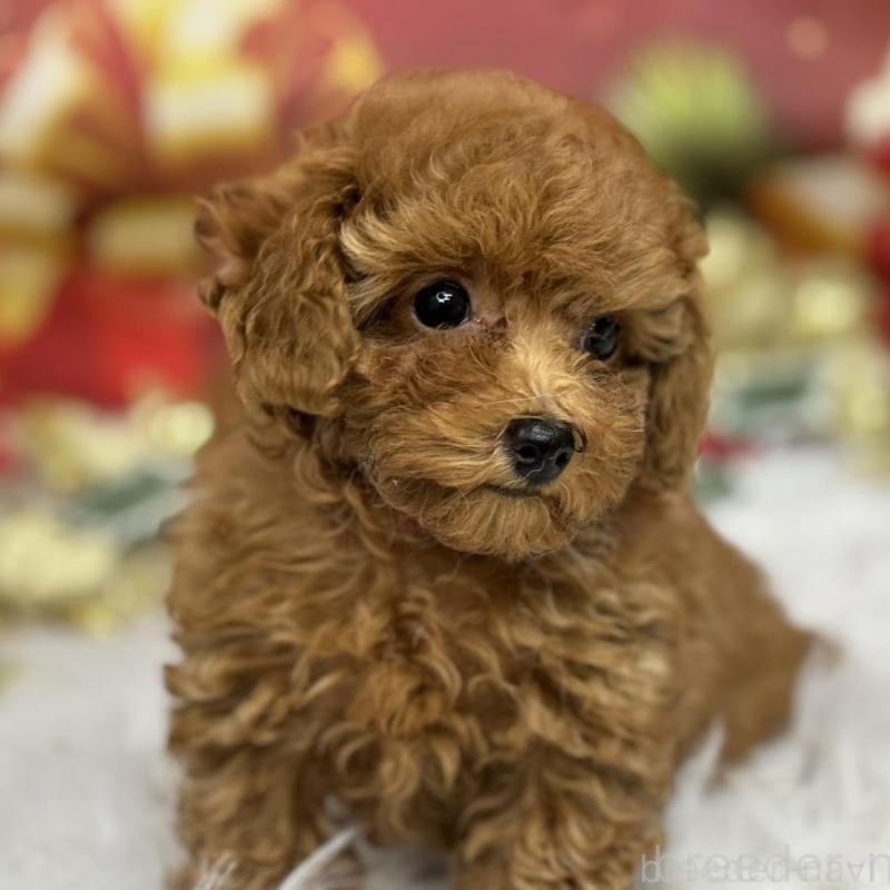 成約済の広島県のタイニープードル-421678の3枚目