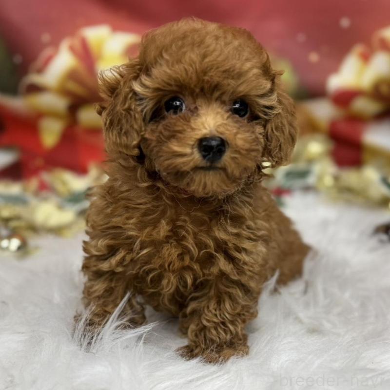 販売中ののタイニープードル-421678