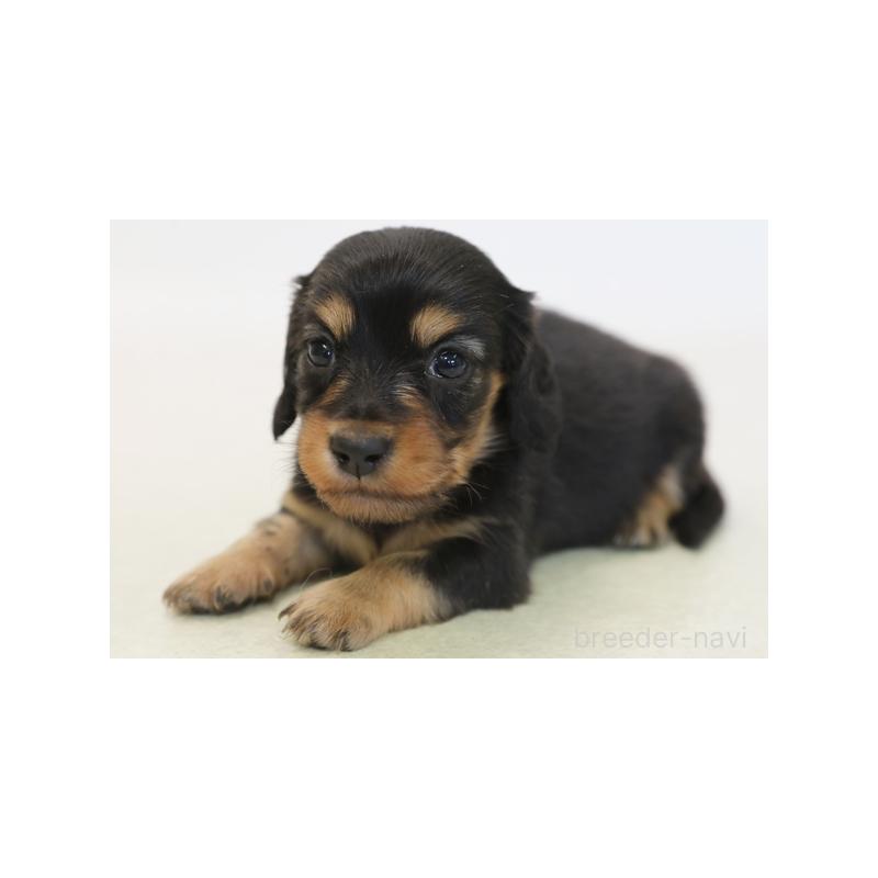 販売中の神奈川県のミニチュアダックスフンド(ロングヘアード)-431465