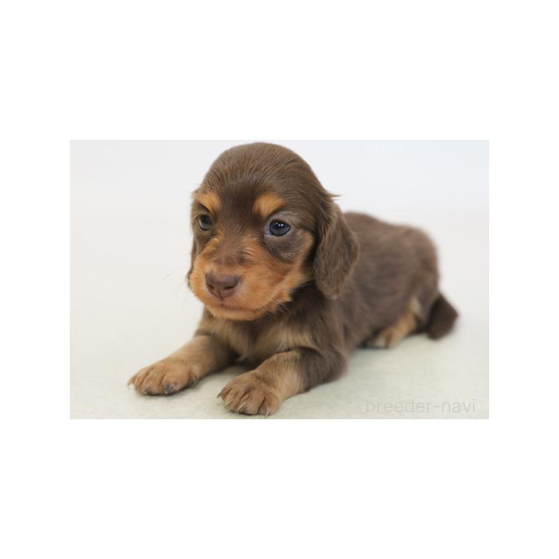 販売中の神奈川県のミニチュアダックスフンド(ロングヘアード)-431468