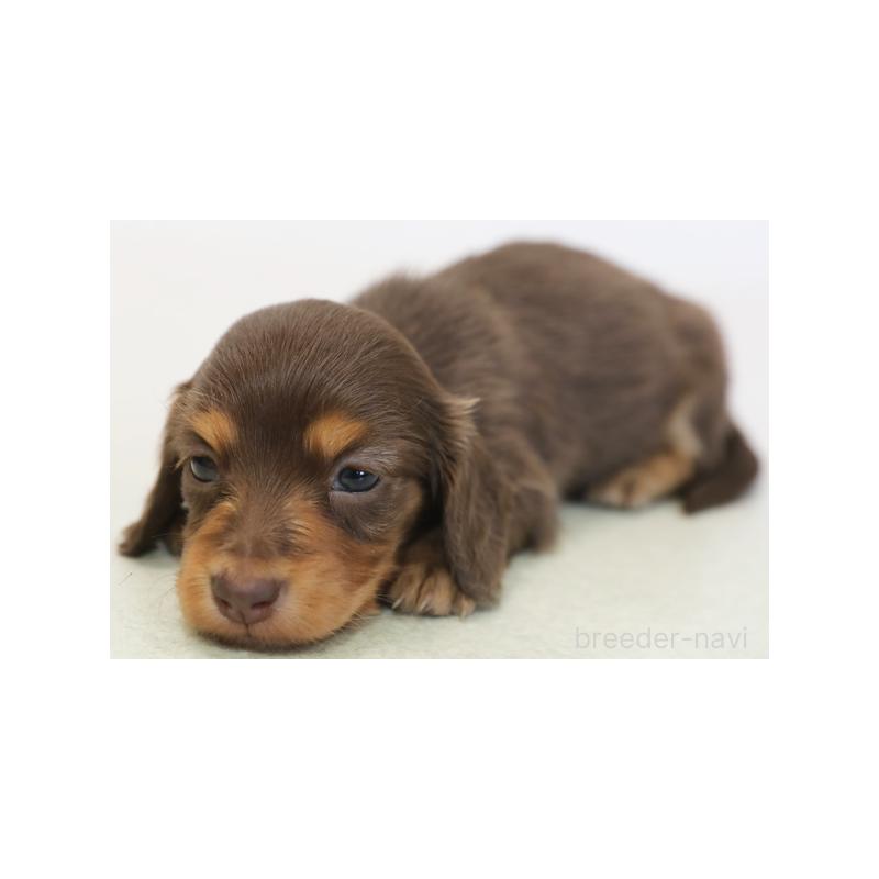 成約済の神奈川県のミニチュアダックスフンド(ロングヘアード)-431468の2枚目