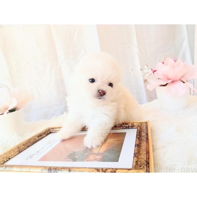 販売中の和歌山県のポメラニアン-431288の13枚目