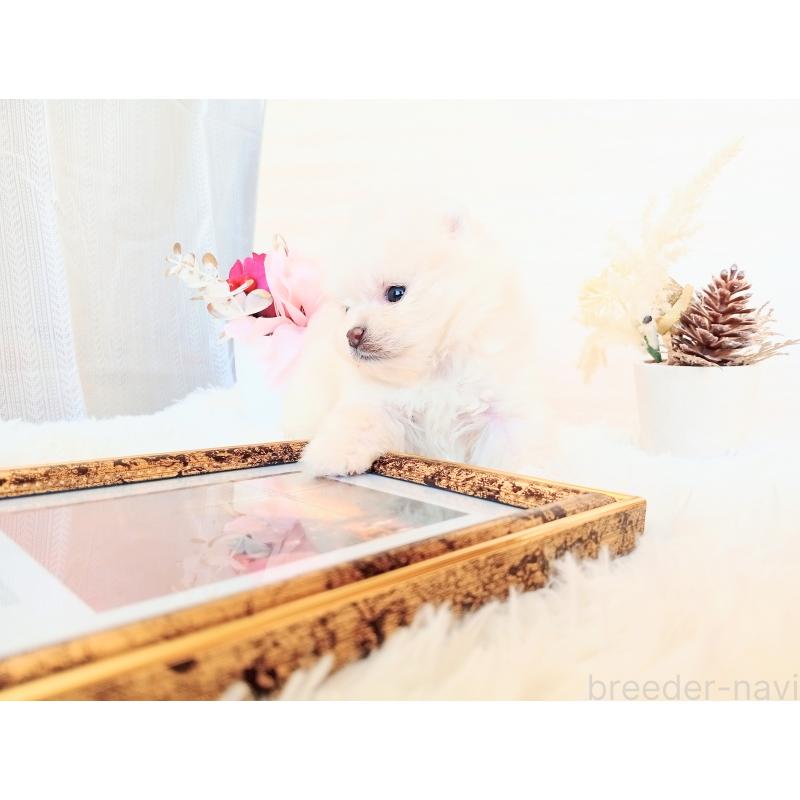 販売中の和歌山県のポメラニアン-431288の11枚目