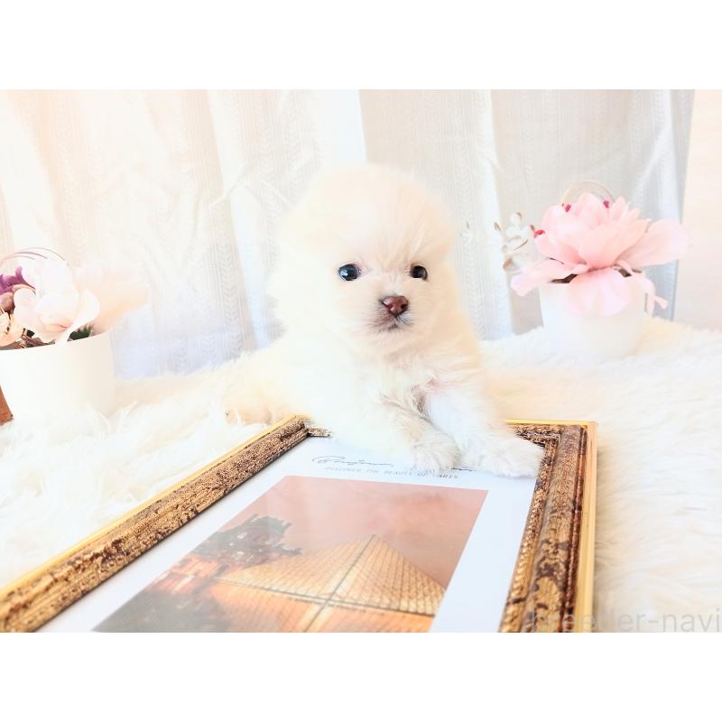 販売中の和歌山県のポメラニアン-431288の10枚目