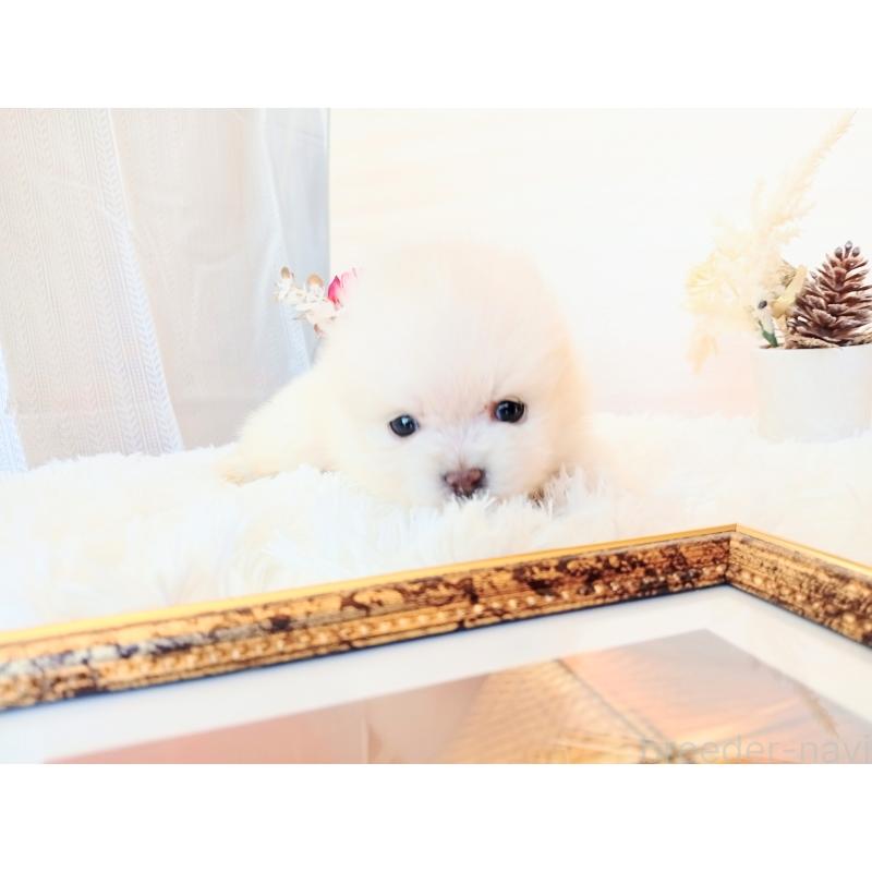 販売中の和歌山県のポメラニアン-431288の9枚目