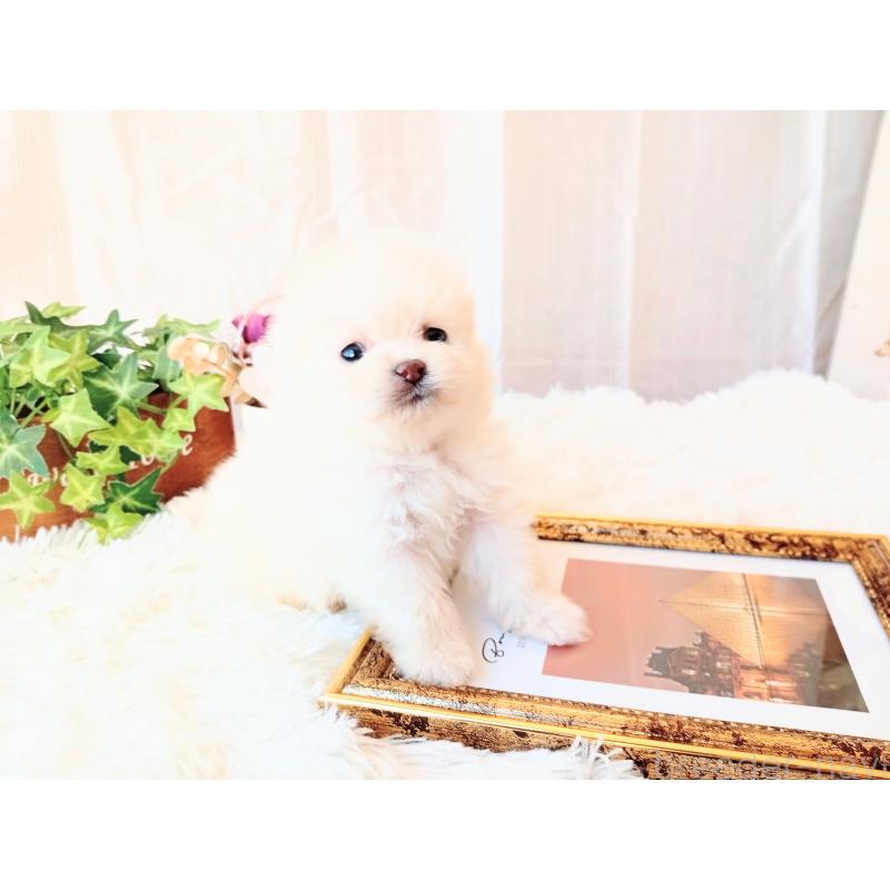 販売中の和歌山県のポメラニアン-431288の8枚目