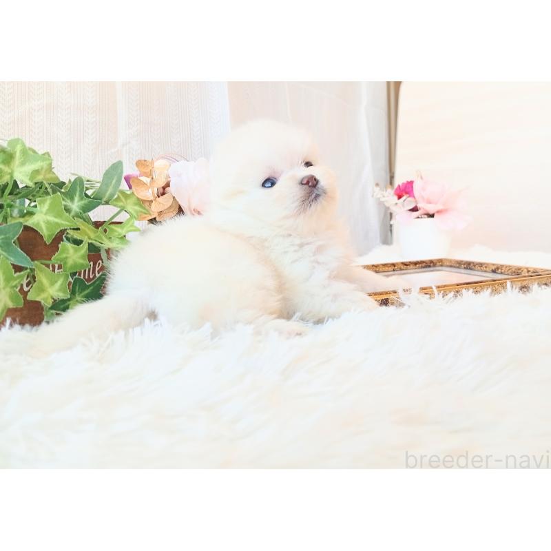 販売中の和歌山県のポメラニアン-431288の7枚目