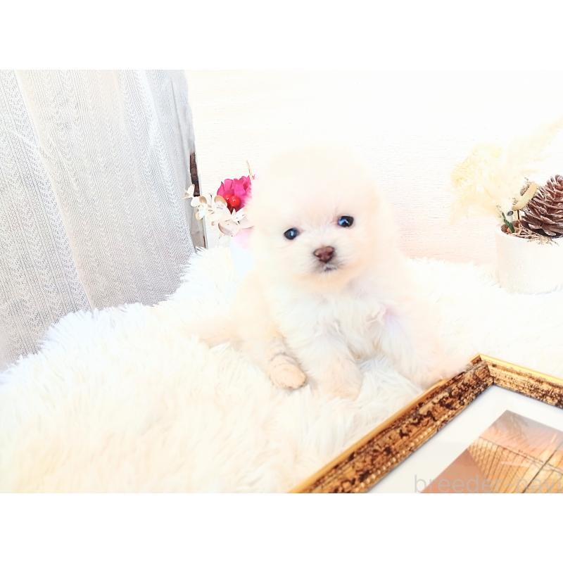 販売中の和歌山県のポメラニアン-431288の6枚目