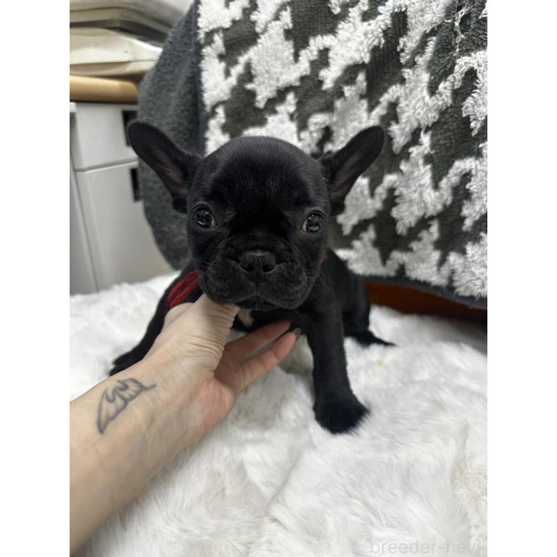 販売中の千葉県のフレンチブルドッグ-432137の5枚目