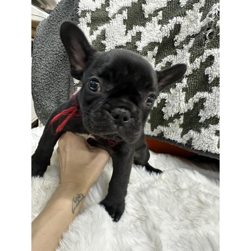 販売中の千葉県のフレンチブルドッグ-432137の4枚目