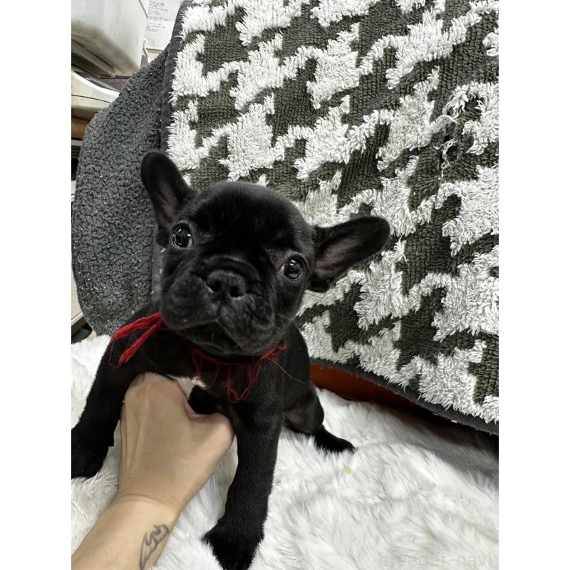 販売中の千葉県のフレンチブルドッグ-432137の1枚目
