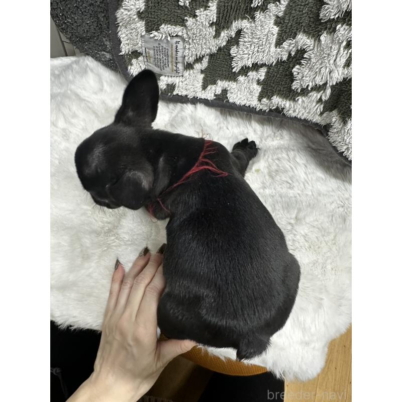 販売中の千葉県のフレンチブルドッグ-432137の3枚目