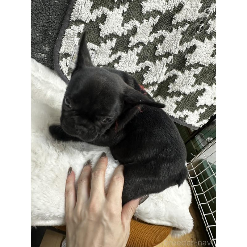 販売中の千葉県のフレンチブルドッグ-432137の2枚目