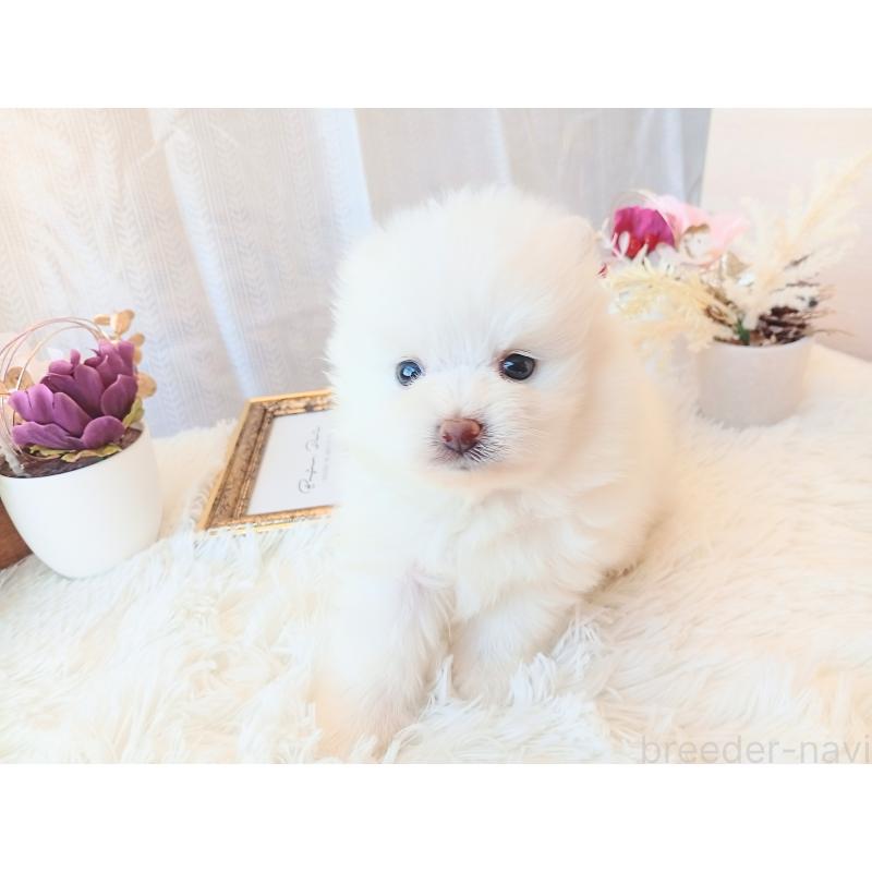 販売中の和歌山県のポメラニアン-431286の10枚目