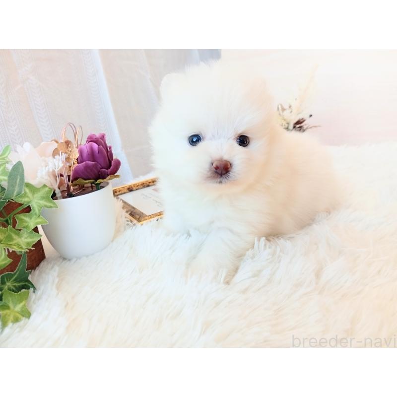 販売中の和歌山県のポメラニアン-431286の9枚目