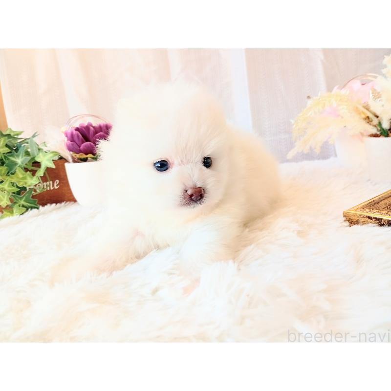 販売中の和歌山県のポメラニアン-431286の8枚目