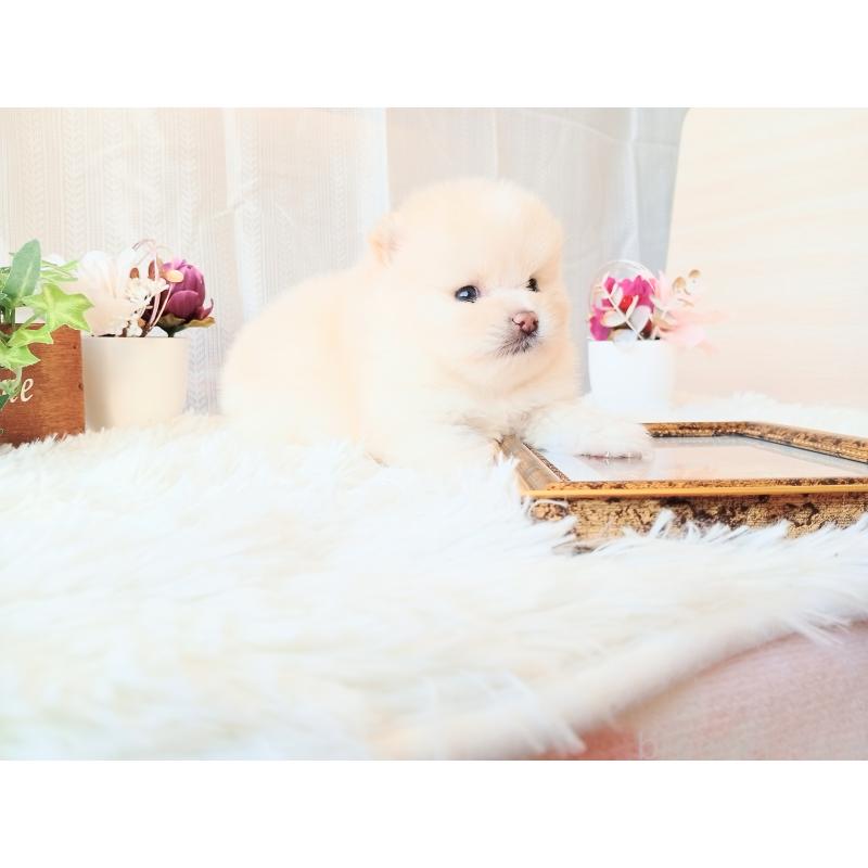 販売中の和歌山県のポメラニアン-431290の12枚目