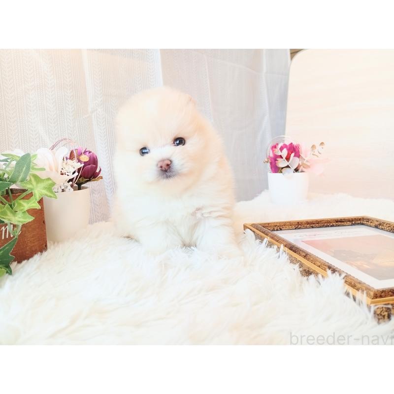 販売中の和歌山県のポメラニアン-431290の10枚目