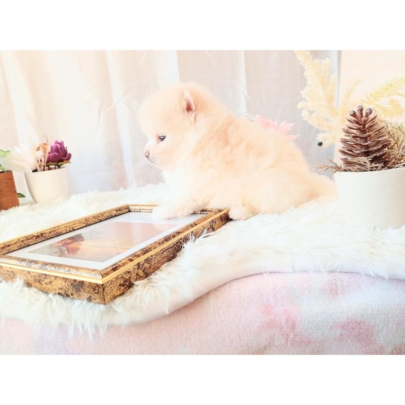 販売中の和歌山県のポメラニアン-431290の9枚目