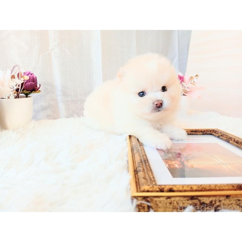 販売中の和歌山県のポメラニアン-431290の8枚目