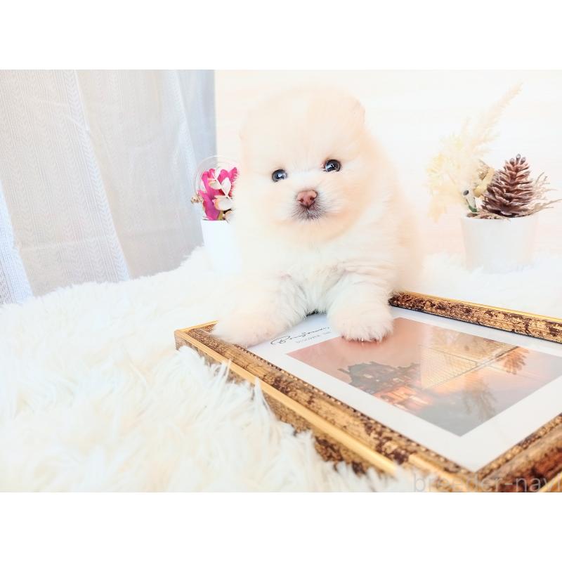 販売中の和歌山県のポメラニアン-431290の7枚目