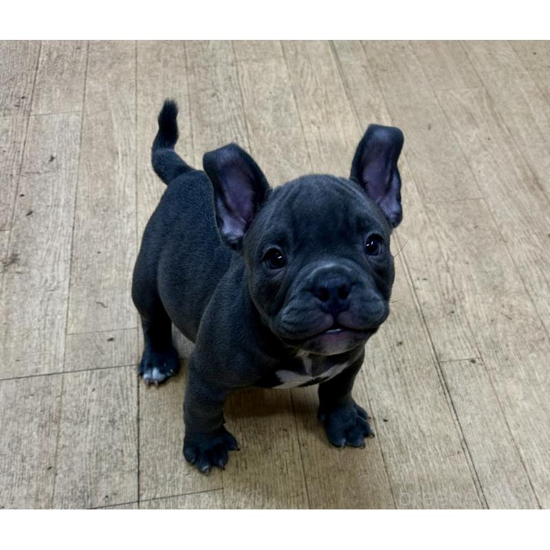 販売中ののアメリカンブリー-432138