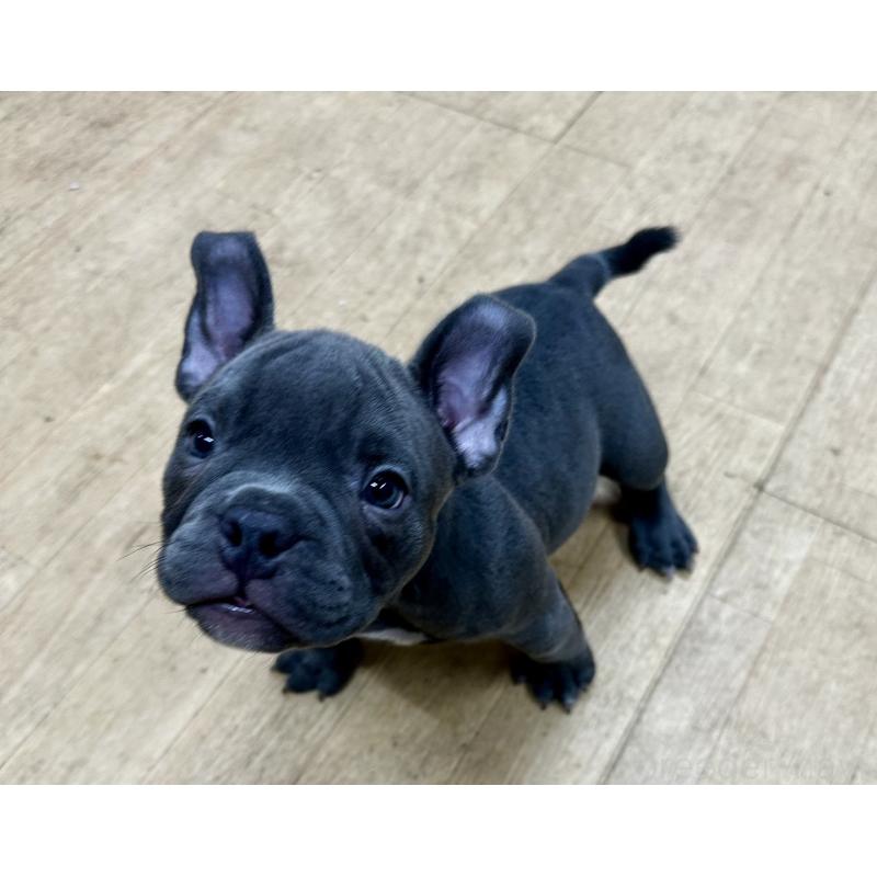 販売中の千葉県のアメリカンブリー-432138の5枚目