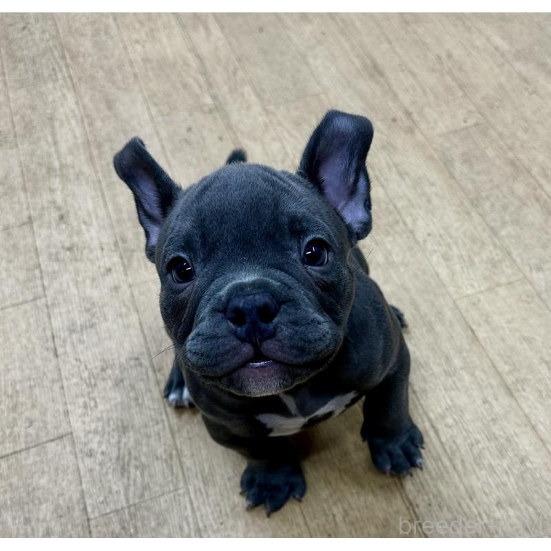 販売中の千葉県のアメリカンブリー-432138の4枚目