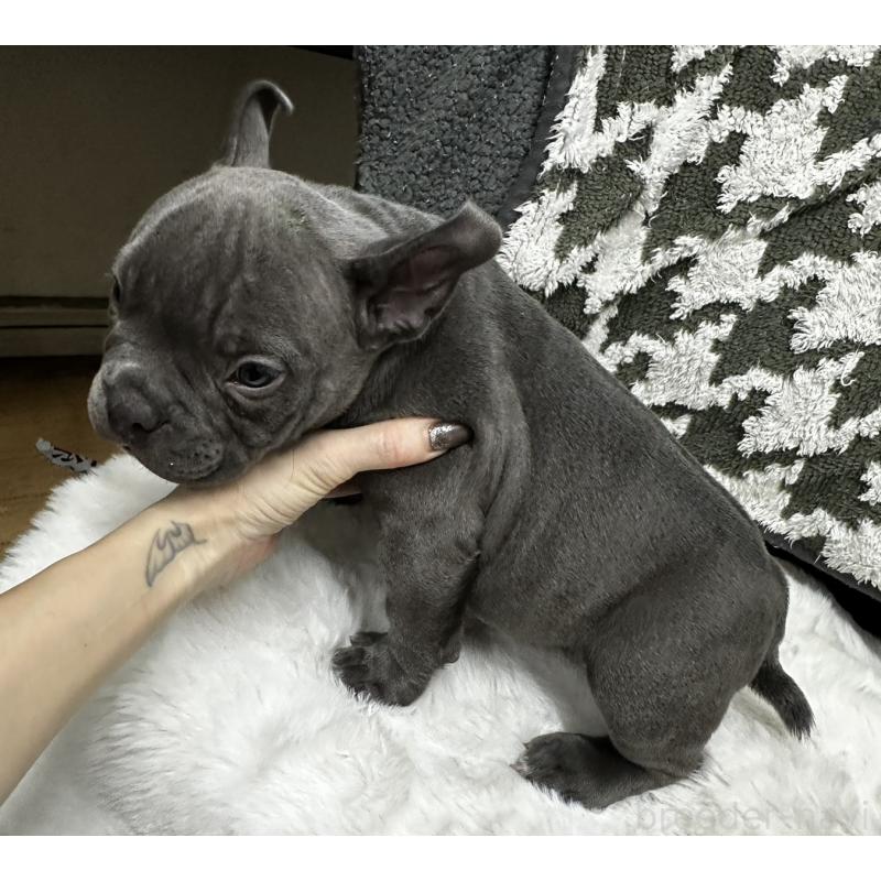 販売中の千葉県のアメリカンブリー-432138の3枚目