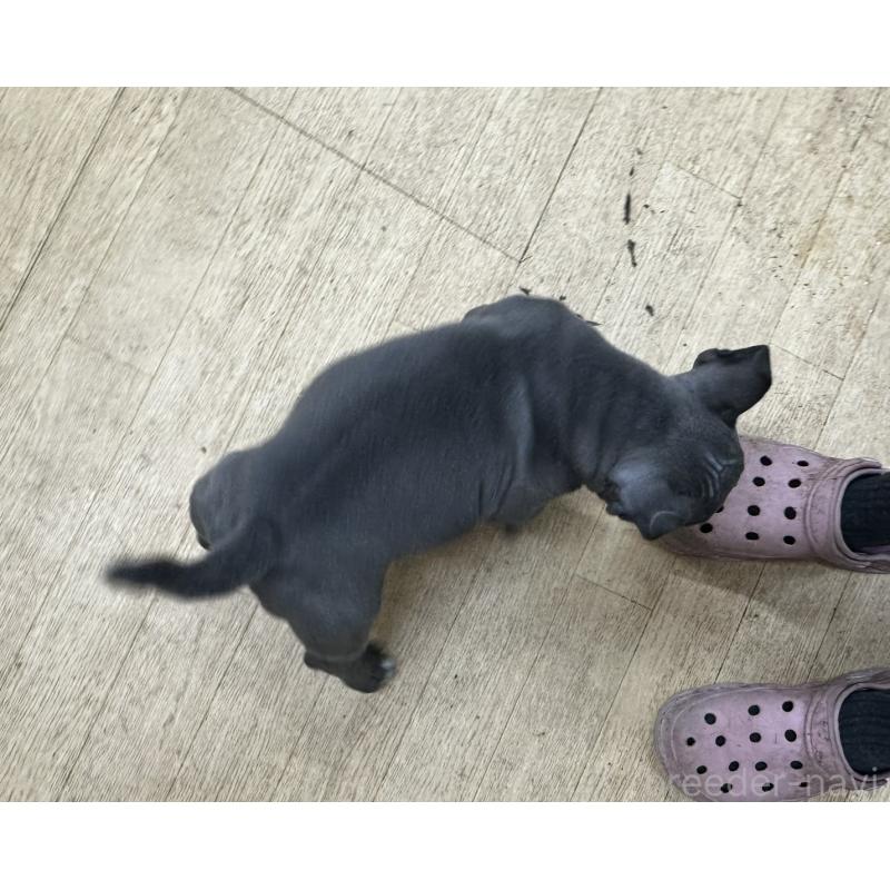 販売中の千葉県のアメリカンブリー-432138の2枚目