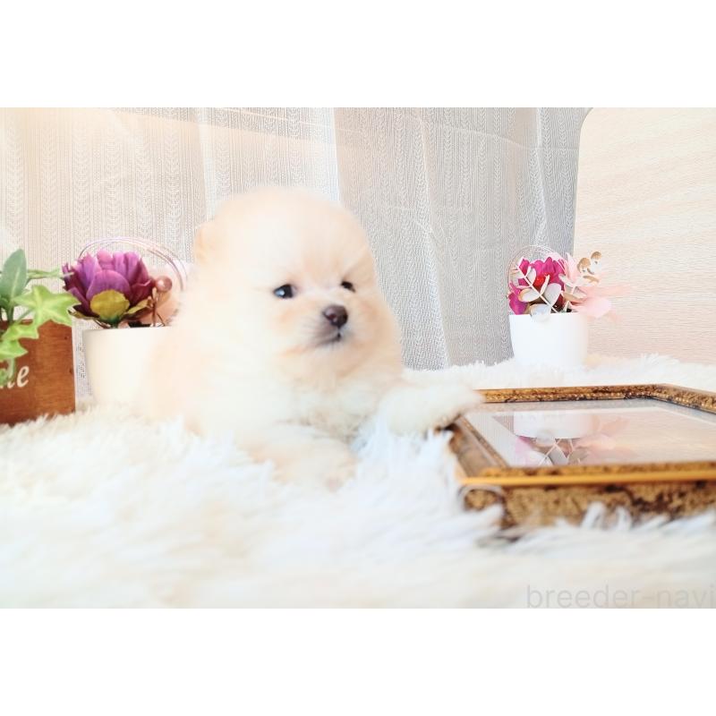 成約済の和歌山県のポメラニアン-431293の6枚目