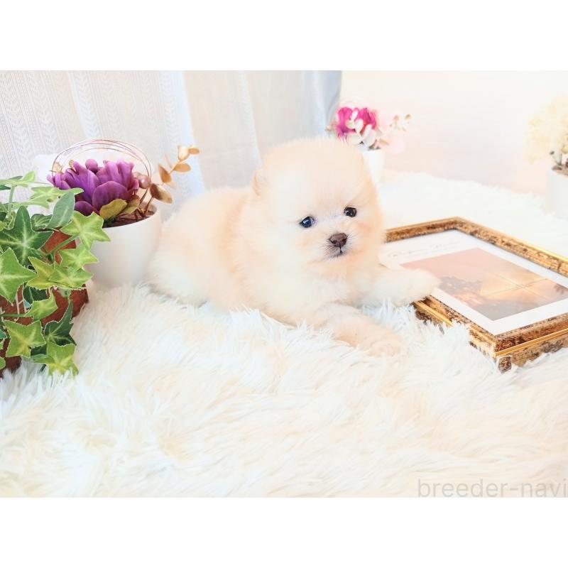 成約済の和歌山県のポメラニアン-431293の5枚目