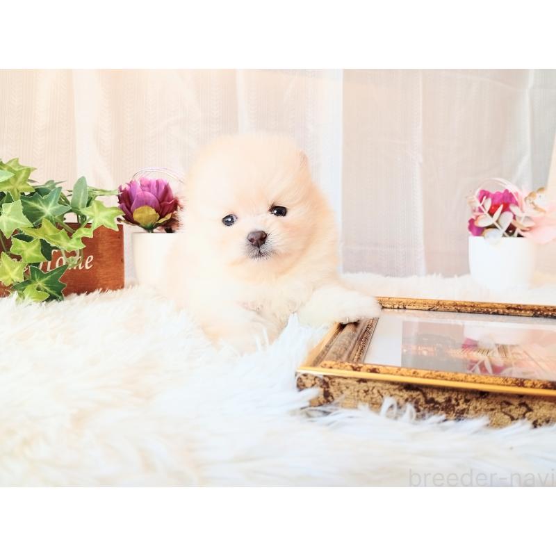 成約済の和歌山県のポメラニアン-431293の4枚目