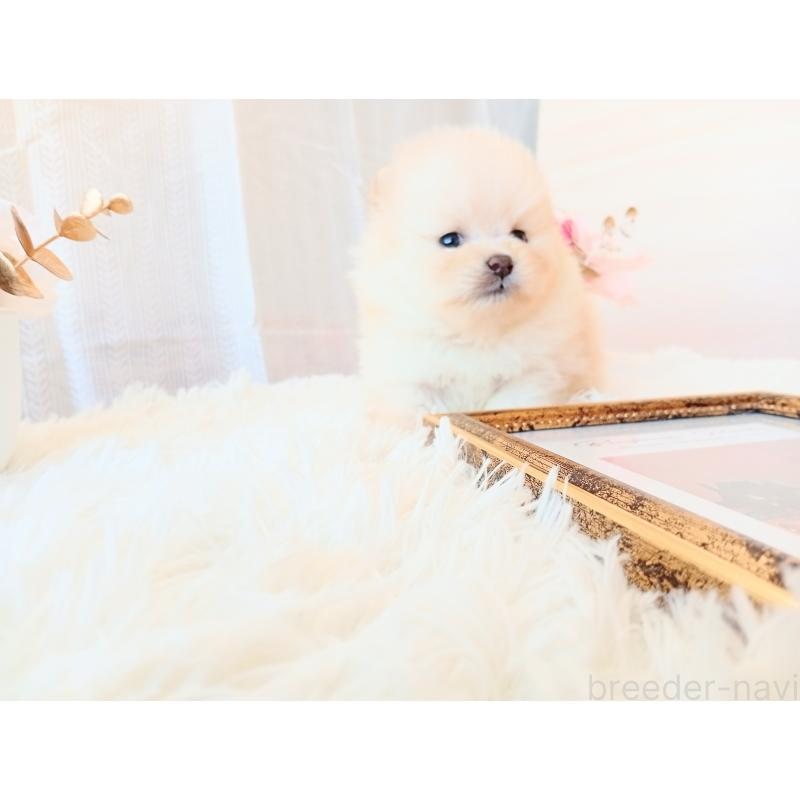 成約済の和歌山県のポメラニアン-431293の3枚目