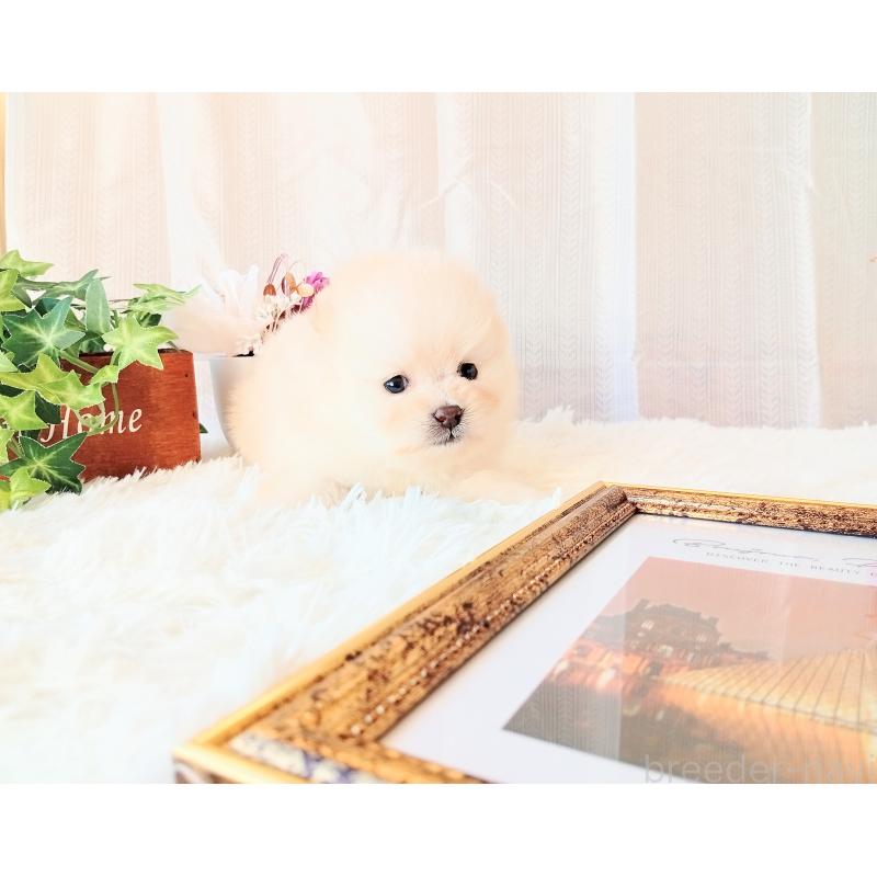 成約済の和歌山県のポメラニアン-431293の2枚目