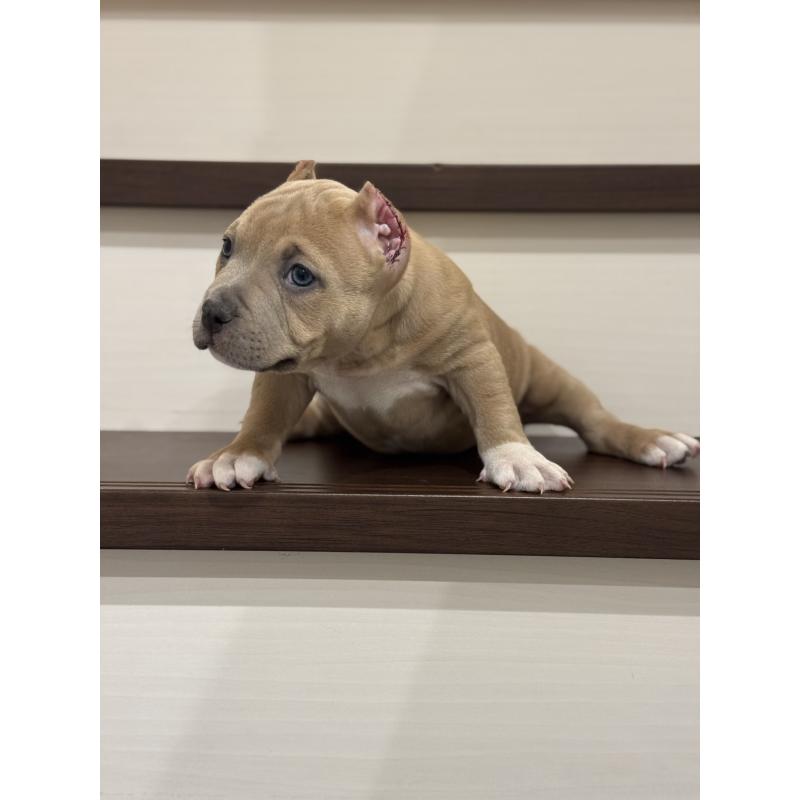 販売中の香川県のアメリカンブリー-432143の5枚目