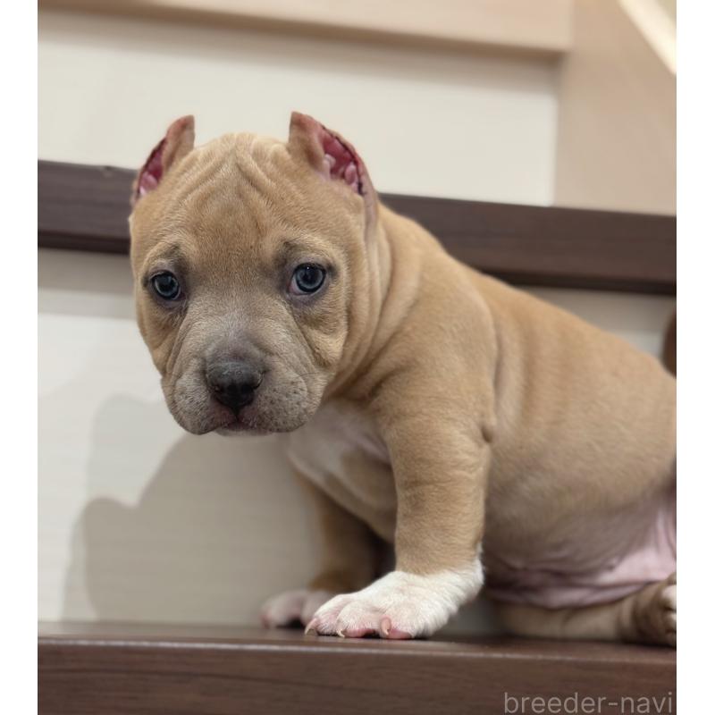 販売中の香川県のアメリカンブリー-432143の4枚目