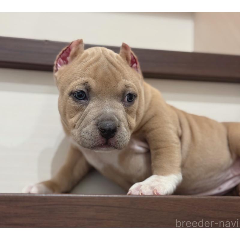 販売中の香川県のアメリカンブリー-432143の3枚目