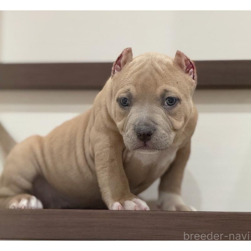 販売中の香川県のアメリカンブリー-432143の2枚目